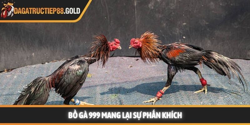 Bồ gà 999 mang lại sự phấn khích