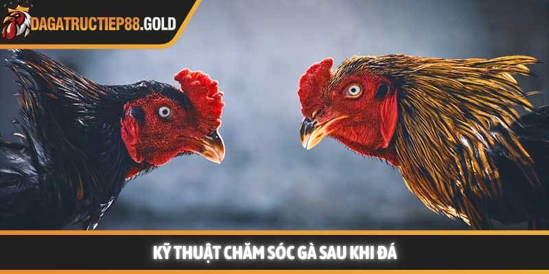 Kỹ thuật chăm sóc gà sau khi đá