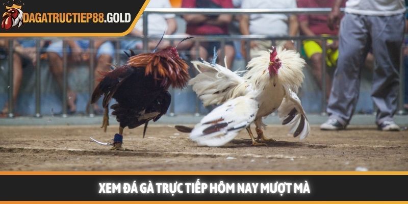 Xem đá gà trực tiếp hôm nay mượt mà