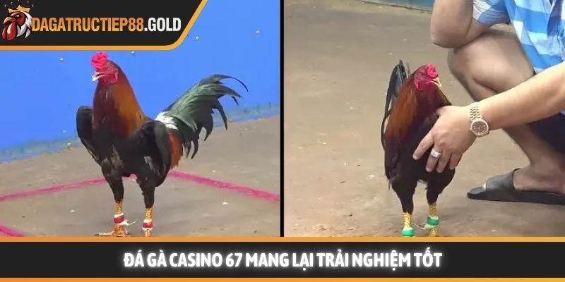Đá gà casino 67 mang lại trải nghiệm tốt