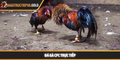 Đá gà CPC trực tiếp mang lại cảm xúc thăng hoa