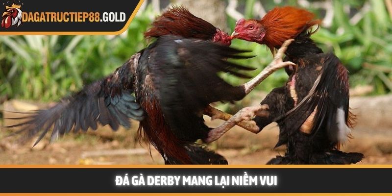 Đá gà derby mang lại niềm vui