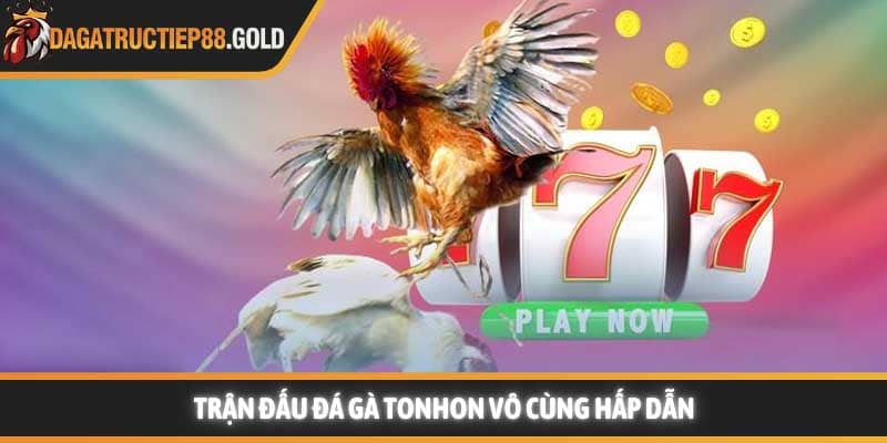 Trận đấu Đá gà Tonhon vô cùng hấp dẫn