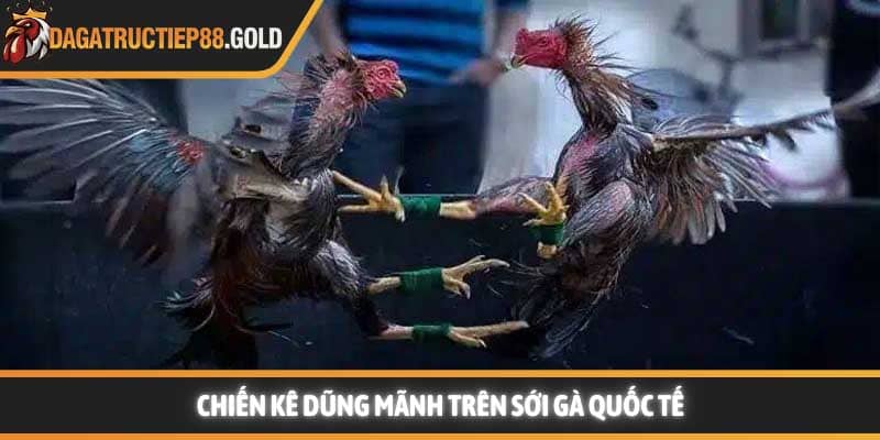 Chiến kê dũng mãnh trên sới gà quốc tế