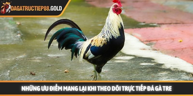 Những ưu điểm mang lại khi theo dõi trực tiếp đá gà tre 