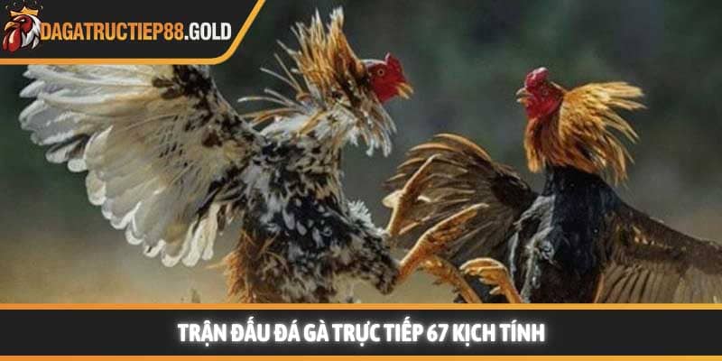 Trận đấu Đá gà trực tiếp 67 kịch tính