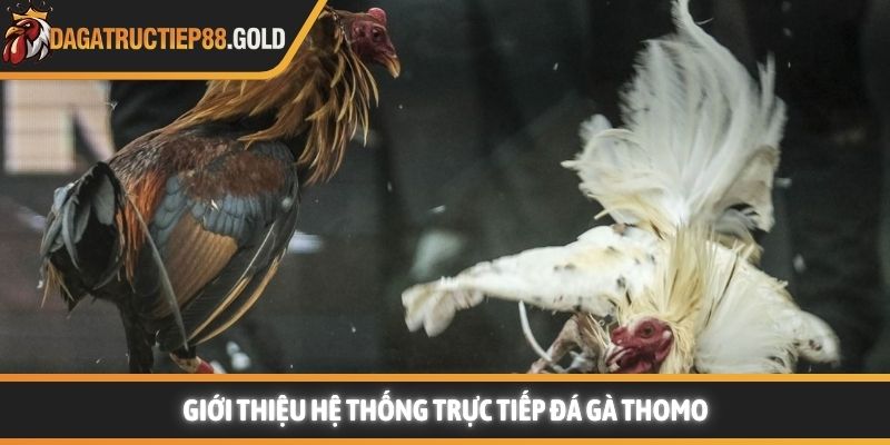 Giới thiệu hệ thống trực tiếp đá gà Thomo