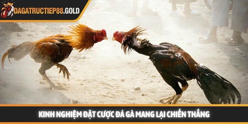 Kinh nghiệm đặt cược đá gà mang lại chiến thắng