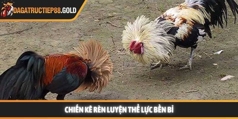 Chiến kê rèn luyện thể lực bền bỉ