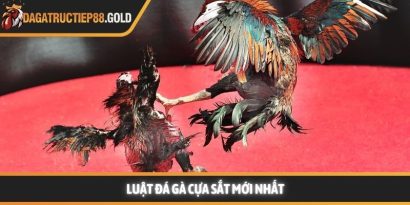 Luật đá gà cựa sắt cùng các quy tắc thi đấu chuyên nghiệp mang lại một môi trường giải trí công bằng cho mọi thành viên đam mê bộ môn này. Việc nắm vững các quy định giúp hội viên tự tin hơn khi đưa ra những quyết định chính xác tại các đấu trường lớn. Trang Đá Gà Trực Tiếp luôn cập nhật nhanh chóng các kiến thức về quy chế thi đấu và kinh nghiệm chọn chiến kê dũng mãnh. Hệ thống luật đá gà cựa sắt nền tảng tại các đấu trường lớn Tìm hiểu luật đá gà cựa sắt minh bạch Việc áp dụng luật đá gà cựa sắt giúp đảm bảo tính minh bạch và chuyên nghiệp cho từng trận đấu diễn ra tại các bồ gà danh tiếng. Hệ thống quy định này được thiết kế để bảo vệ quyền lợi của chủ kê cũng như tạo sự hào hứng cho người xem đá gà trực tiếp hôm nay. Khi các quy tắc được tuân thủ nghiêm ngặt, hội viên sẽ dễ dàng đánh giá được năng lực thực tế của các chiến kê trên sân. Nền tảng luôn khuyến khích thành viên tìm hiểu kỹ các tiêu chuẩn về cân nặng và cựa để có cái nhìn tổng quan nhất. Sự rõ ràng trong khâu tổ chức giúp nâng cao uy tín của các giải đấu lớn như Trực tiếp đá gà Thomo hay các đấu trường quốc tế khác. Những quy định này không chỉ là rào cản kỹ thuật mà còn là bệ phóng giúp các chiến kê tỏa sáng rực rỡ dưới sự chứng kiến của đông đảo người hâm mộ. Để hiểu rõ hơn về cách thức vận hành, chúng ta sẽ đi sâu vào từng khía cạnh chi tiết của các quy định hiện hành. Những tiêu chuẩn này được áp dụng đồng bộ để tạo nên những màn trình diễn kịch tính và đầy sức thuyết phục. Quy trình kiểm tra cân nặng và trang bị vũ khí Trước khi trận đấu bắt đầu, các trọng tài sẽ tiến hành cân đo trọng lượng của từng chiến kê để đảm bảo sự tương đồng. Theo luật đá gà cựa sắt, những cá thể có sự chênh lệch cân nặng quá lớn sẽ không được phép thi đấu cùng nhau nhằm giữ vững sự công bằng. Việc trang bị cựa sắt cũng phải tuân thủ kích thước và độ sắc bén quy định để bảo vệ tính nhân văn trong thể thao. Các thành viên có thể tham khảo thêm tại https://localsync.io/ để nắm bắt các thông số kỹ thuật mới nhất về trang bị cho gà nòi. Quy định về thời gian thi đấu và các hiệp đấu Mỗi trận đấu thường được chia thành nhiều hiệp, mỗi hiệp có thời gian kéo dài khoảng mười lăm phút tùy theo quy định của ban tổ chức. Giữa các hiệp đấu, chiến kê sẽ có thời gian nghỉ ngơi để được nài gà chăm sóc và hồi phục thể lực nhanh chóng. Luật đá gà cựa sắt quy định rất rõ về số phút nghỉ ngơi nhằm đảm bảo sức khỏe tốt nhất cho các đấu sĩ trước khi tiếp tục. Sự sắp xếp thời gian khoa học giúp trận đấu duy trì được nhịp độ căng thẳng nhưng vẫn rất chuyên nghiệp và hấp dẫn. Vai trò quan trọng của trọng tài điều hành trận đấu Trọng tài là người có quyền quyết định cao nhất trên sân và luôn giám sát chặt chẽ mọi hành động của hai chiến kê cũng như người nài. Họ có nhiệm vụ thực thi luật đá gà cựa sắt một cách công tâm để đảm bảo không có bất kỳ hành vi gian lận nào xảy ra. Khi có tình huống tranh chấp hoặc gà bị dính cựa, trọng tài sẽ ra hiệu tạm dừng để xử lý kịp thời và chính xác nhất. Sự hiện diện của những người cầm cân nảy mực giúp hội viên hoàn toàn yên tâm vào kết quả cuối cùng của mỗi cuộc đối đầu. Cách thức phân định thắng thua theo luật đá gà cựa sắt hiện nay Chiến kê thi đấu tại trường gà vô cùng dũng mãnh Quy tắc phân định thắng thua vô cùng công bằng Việc xác định kết quả thắng bại trong luật đá gà cựa sắt dựa trên những tiêu chí cụ thể và rõ ràng để tránh mọi tranh cãi. Một chiến kê được tuyên bố giành chiến thắng khi đối thủ không còn khả năng tiếp tục thi đấu hoặc bỏ chạy khỏi vòng tròn quy định. Web Đá Gà Trực Tiếp ghi nhận rằng sự kiên cường của các chiến kê thường mang lại những kết quả tích cực và đầy bất ngờ cho người theo dõi. Các thành viên luôn cảm thấy hài lòng khi chứng kiến những quyết định xử lý tình huống thấu tình đạt lý từ ban tổ chức. Hệ thống luôn ưu tiên những trận đấu có sự cống hiến hết mình và tuân thủ tuyệt đối quy tắc ứng xử trên sới gà chuyên nghiệp. Khi tham gia theo dõi đá gà Thomo trực tiếp hoặc đá gà trực tiếp Campuchia, người chơi sẽ thấy sự nhất quán trong cách vận hành giải đấu. Dưới đây là bảng tóm tắt một số trường hợp phân định thắng thua phổ biến: Trường hợp Kết quả theo quy định Một trong hai con bị chết hoặc gục tại chỗ Con còn lại giành chiến thắng Chiến kê bỏ chạy hoặc không tấn công trong thời gian quy định Bị xử thua theo luật hiện hành Cả hai con cùng không thể thi đấu sau khi trọng tài kiểm tra Kết quả hòa được ghi nhận Chủ kê vi phạm quy định về trang bị hoặc hành vi Bị truất ngay quyền thi đấu tức thì Việc nắm lòng luật đá gà cựa sắt giúp hội viên nâng cao trải nghiệm và đưa ra những dự đoán chính xác hơn khi theo dõi đá gà trực tiếp. Sự minh bạch trong luật chơi chính là nền tảng vững chắc để xây dựng một cộng đồng đam mê bền vững và uy tín. Luật đá gà cựa sắt luôn là kim chỉ nam giúp duy trì sự chuyên nghiệp và minh bạch cho mọi trận đấu đỉnh cao trên toàn thế giới. Hội viên tuân thủ đúng các nguyên tắc này sẽ bảo vệ được quyền lợi và nâng cao cơ hội nhận thưởng lớn từ hệ thống giải trí uy tín. Web Đá Gà Trực Tiếp cam kết đồng hành cùng người chơi để xây dựng một cộng đồng giải trí lành mạnh và bền vững nhất trong tương lai.