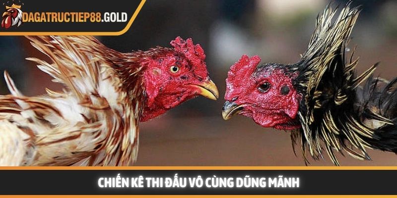 Chiến kê thi đấu dũng mãnh