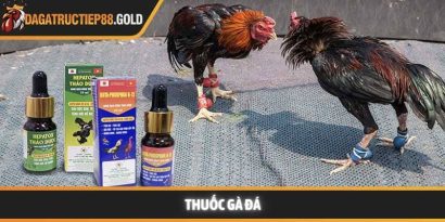 Thuốc gà đá và bí quyết nâng tầm sức mạnh chiến kê