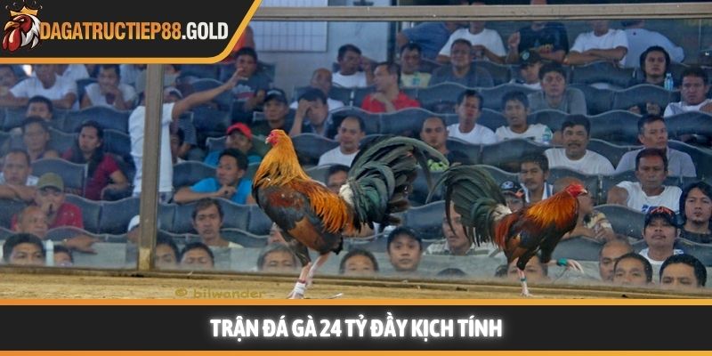 Trận đá gà 24 tỷ đầy kịch tính