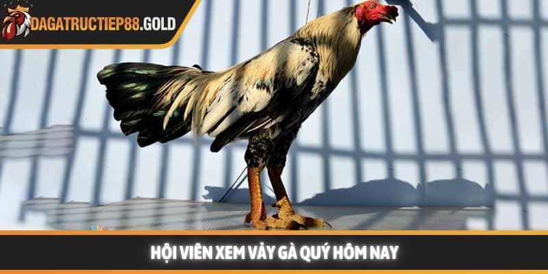 Hội viên xem vảy gà quý hôm nay