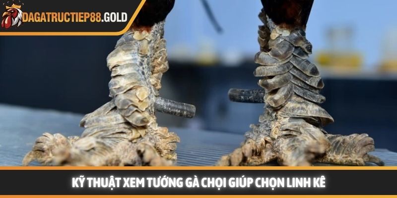 Kỹ thuật xem tướng gà chọi giúp chọn linh kê