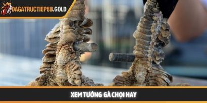 Xem tướng gà chọi và bí quyết chọn linh kê dũng mãnh