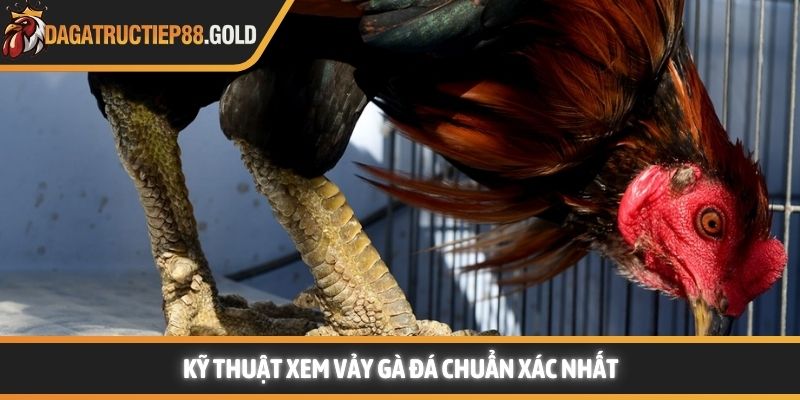 Kỹ thuật xem vảy gà đá chuẩn xác nhất