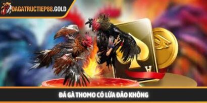 Đá gà Thomo có lừa đảo không và tiêu chí đánh giá uy tín năm 2026